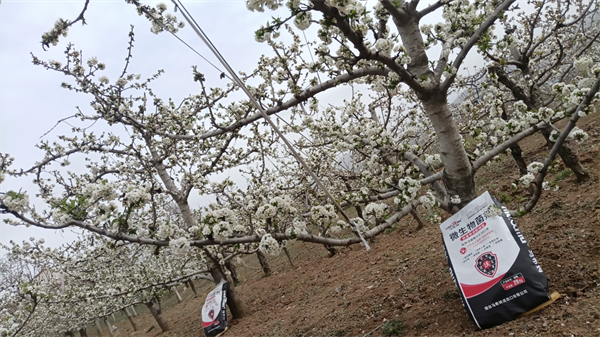 樱桃施肥-马希姆颗粒微生物菌剂