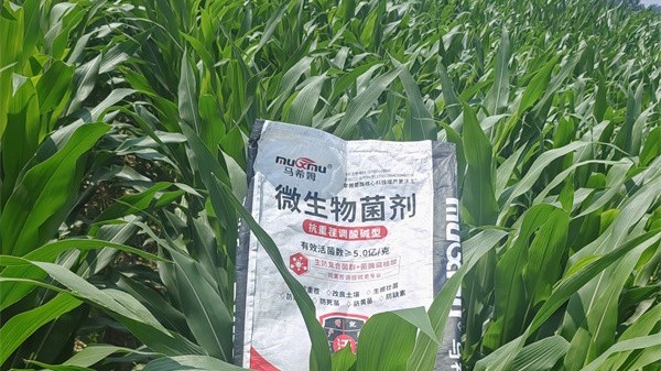 粉剂VS颗粒型,微生物菌剂怎么选? 粉剂VS颗粒型,微生物菌剂怎么选?