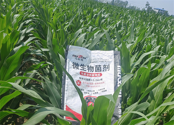 玉米施肥-马希姆颗粒微生物菌剂