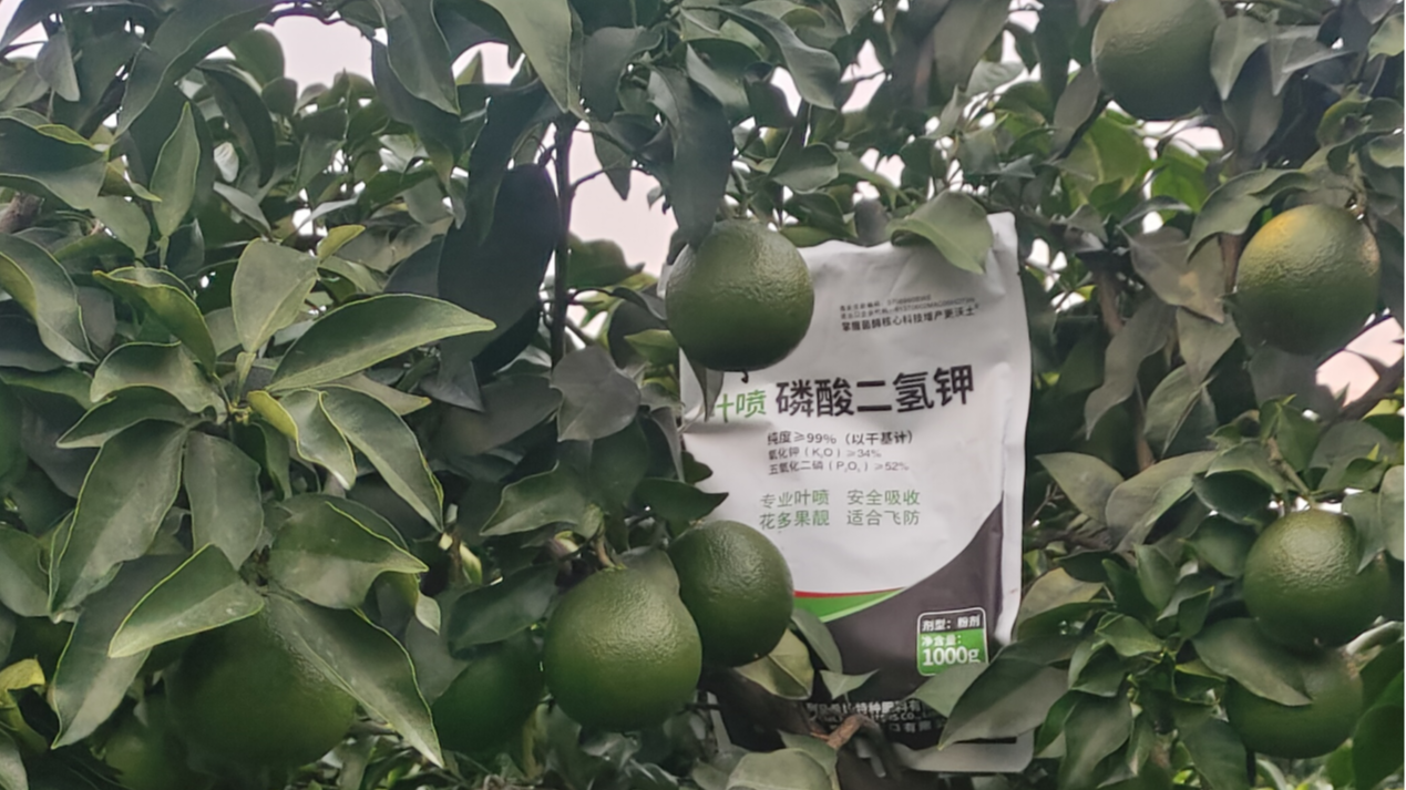 柑橘裂果怎么办?科学应对有方法