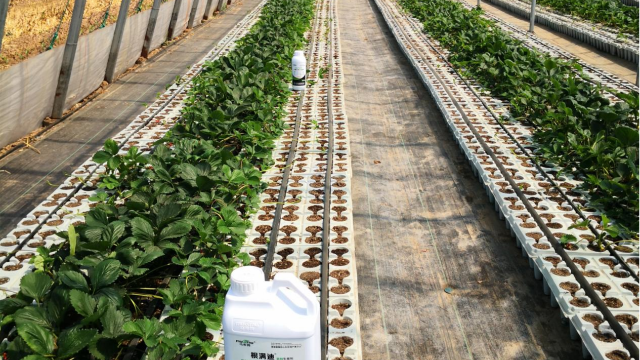 使用生根剂却没效果？问题可能出在这里