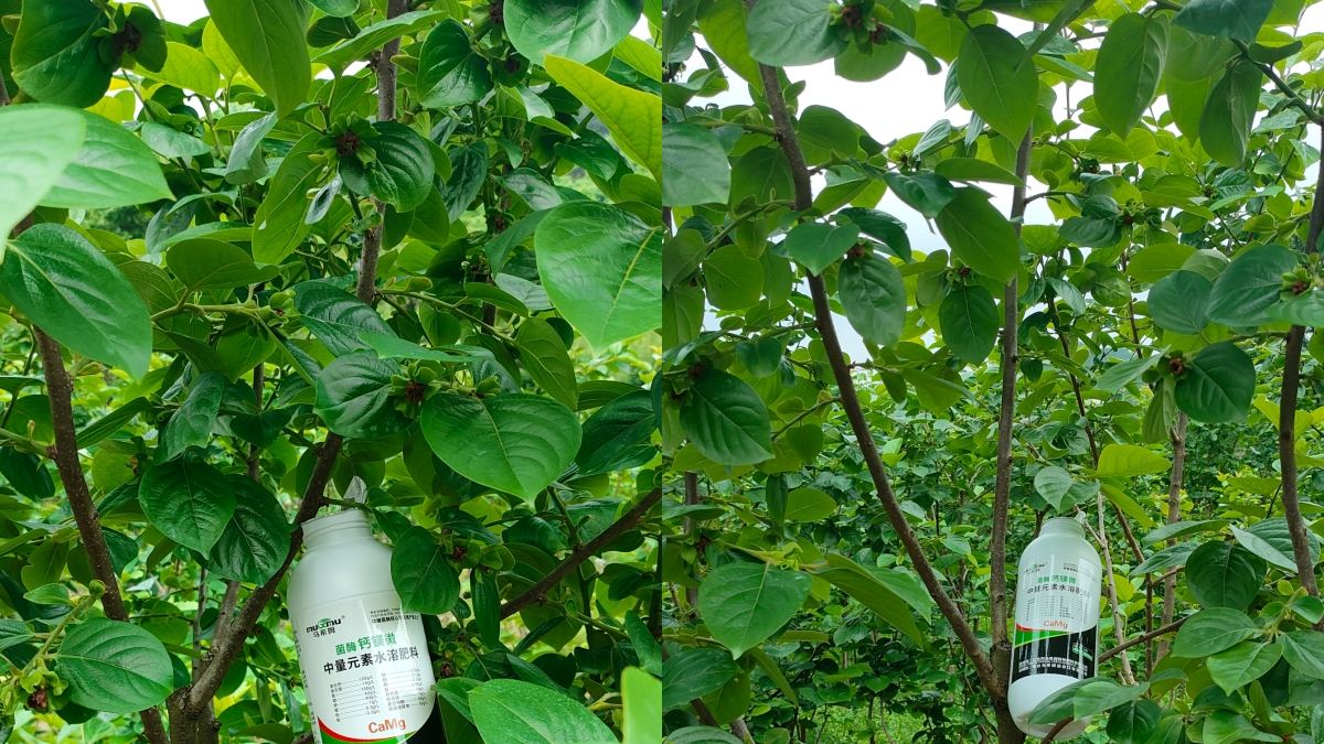 果树补钙的好处有哪些？