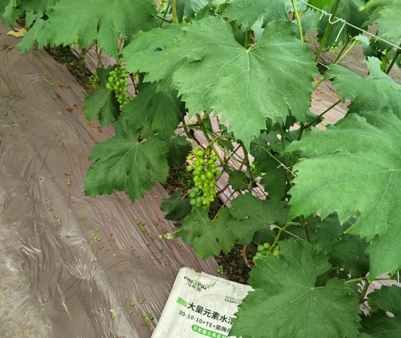葡萄种植-马希姆高氮大量元素水溶肥