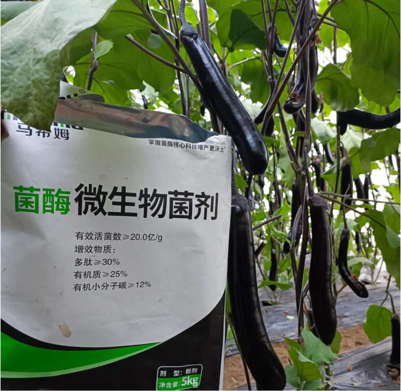 茄子种植-马希姆微生物菌剂