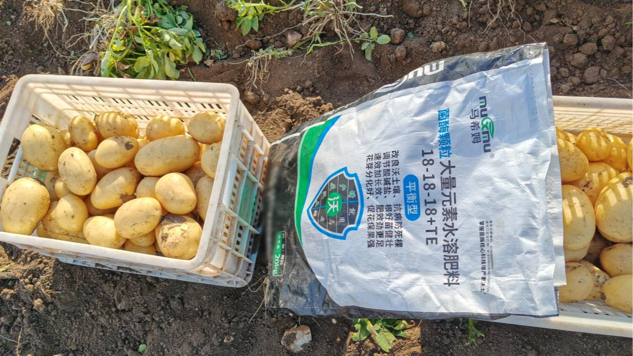 避开土豆种植误区，告别产量低、品质差、病害重，增产又提质