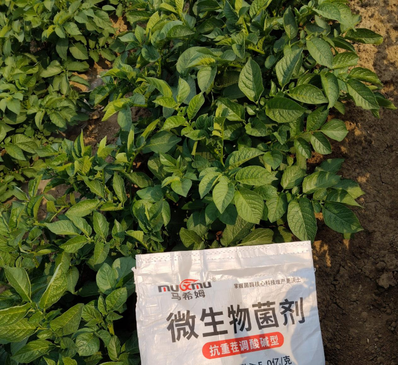 土豆施肥-马希姆颗粒微生物菌剂