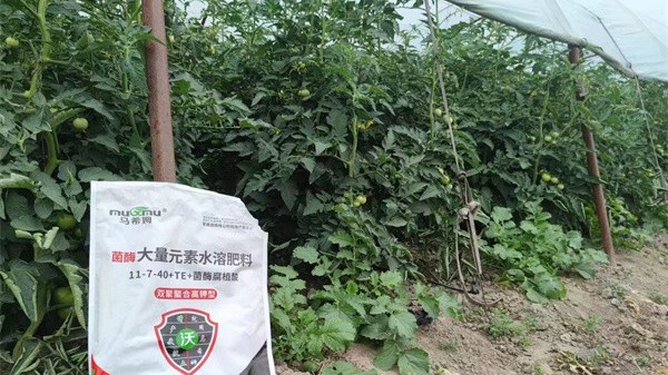 水溶肥哪家好?经销商认可菌酶腐植酸 水溶肥哪家好?经销商认可菌酶腐植酸