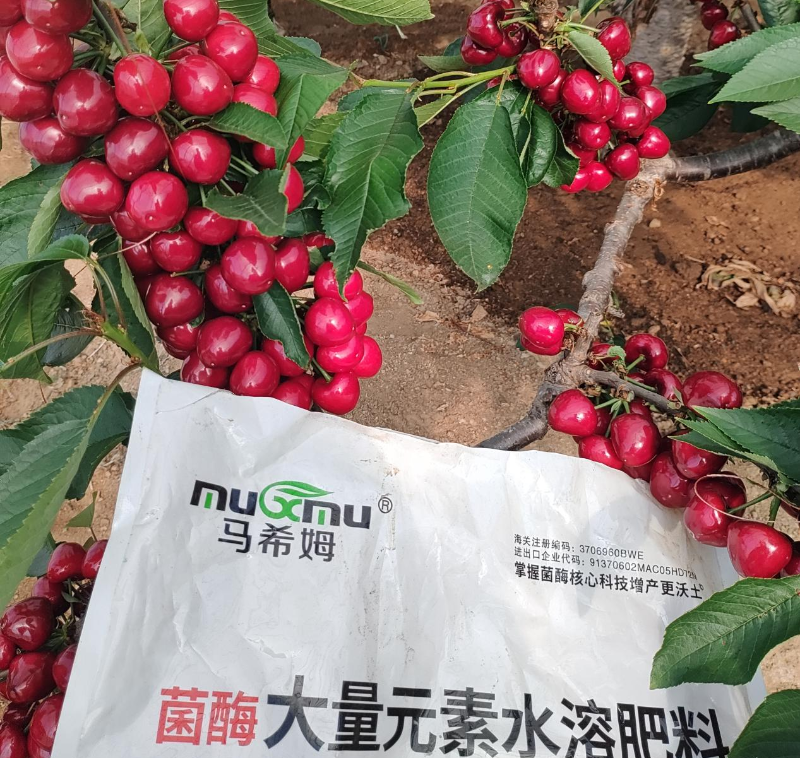 樱桃施肥—马希姆高钾大量元素水溶肥