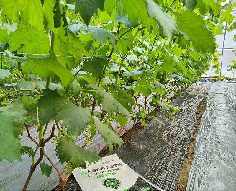 葡萄施肥—马希姆高氮大量元素水溶肥