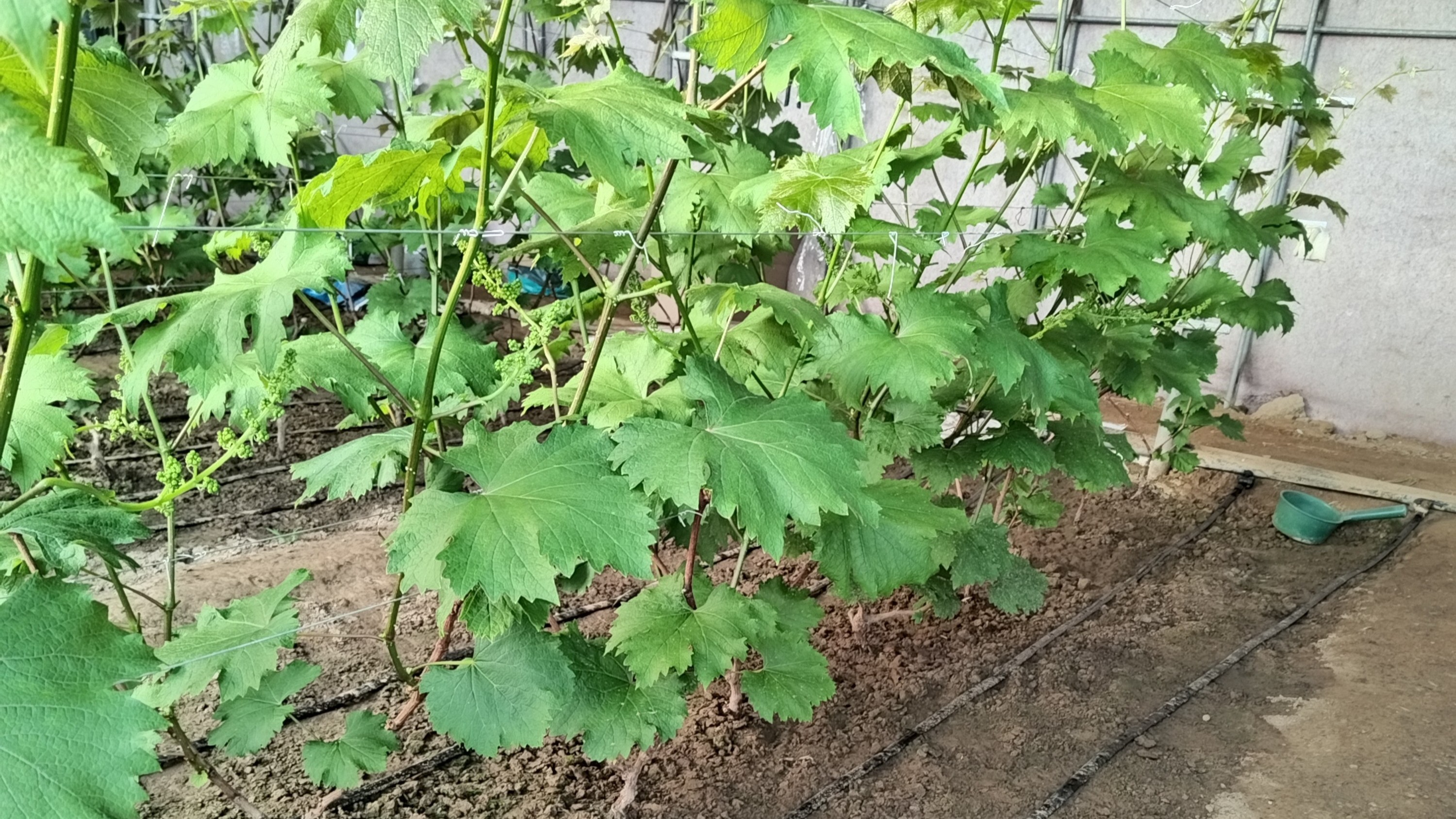 怎样防止葡萄花后落粒