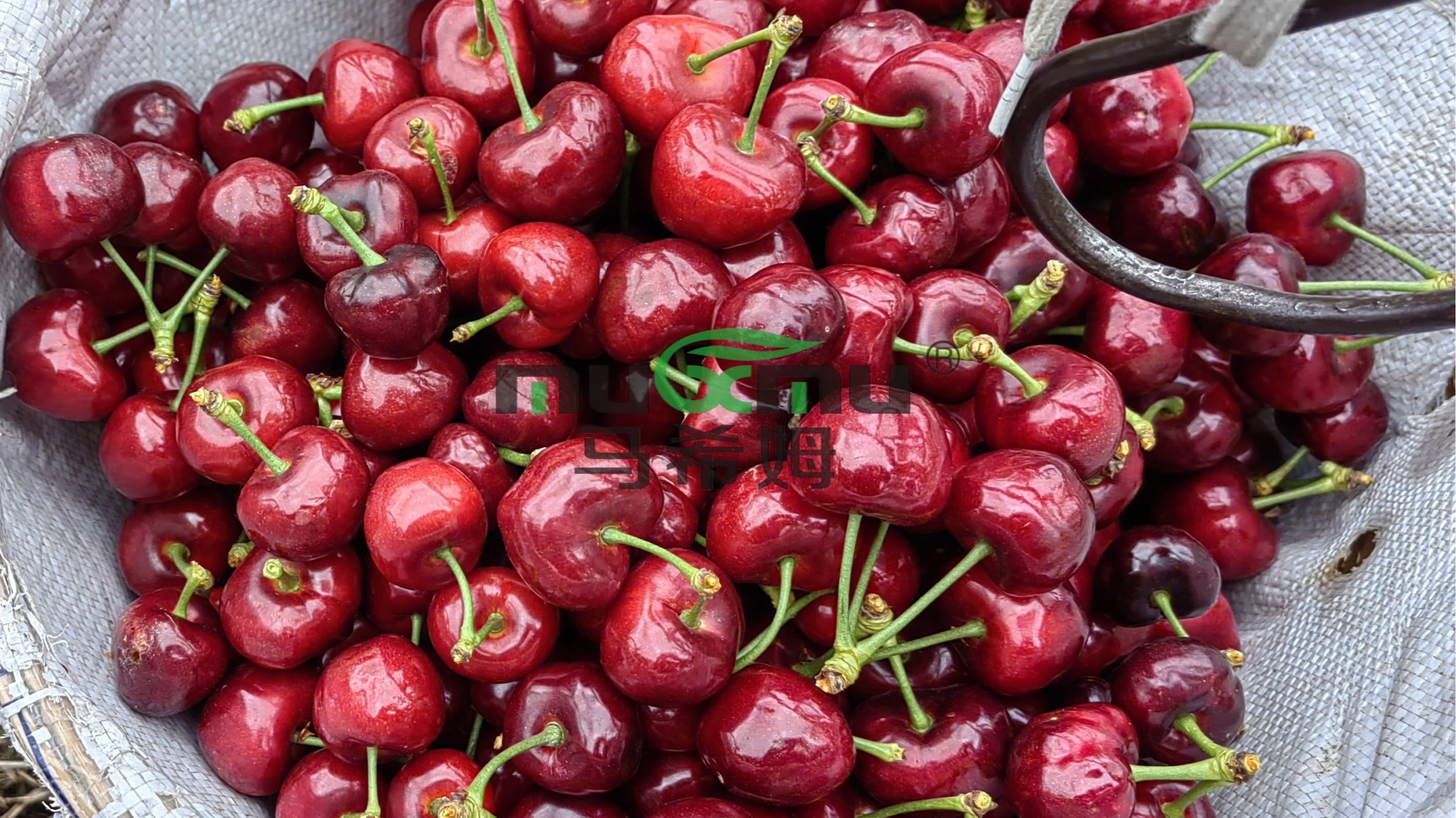 <i style='color:red'>樱桃秋季施什么肥</i>? <i style='color:red'>樱桃秋季施什么肥</i>?